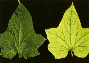 leaves